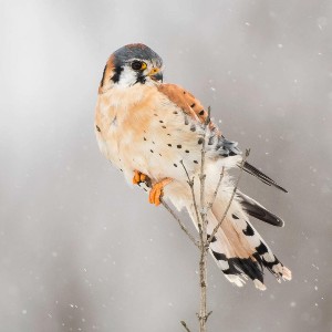 source: audubon.org american kestrel