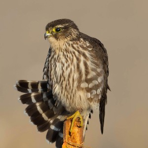 source: audubon.org merlin
