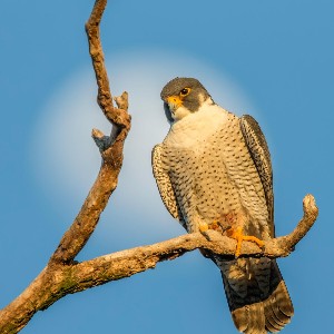 source: audubon.org peregrine falcon
